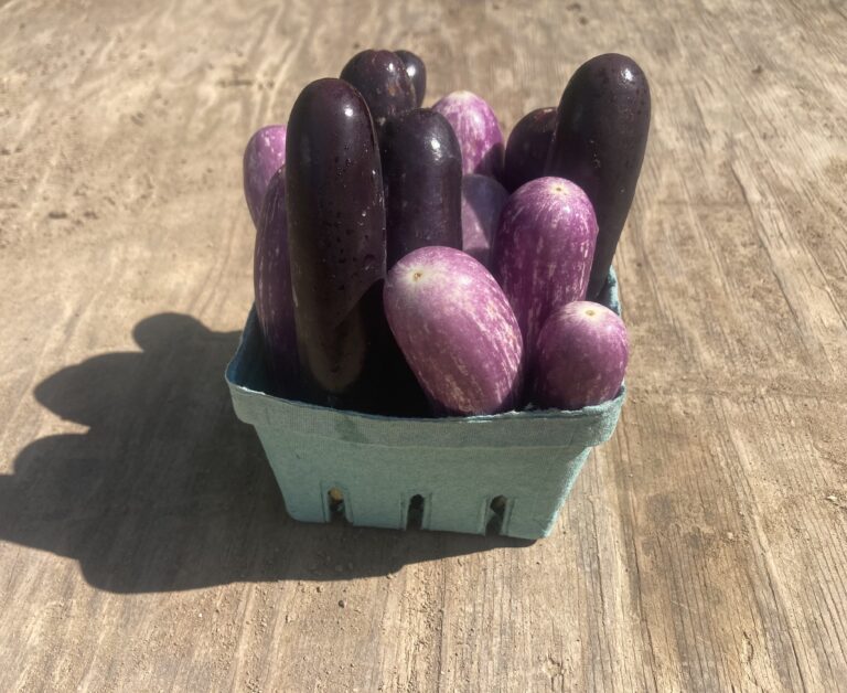 Baby Eggplant So Delish