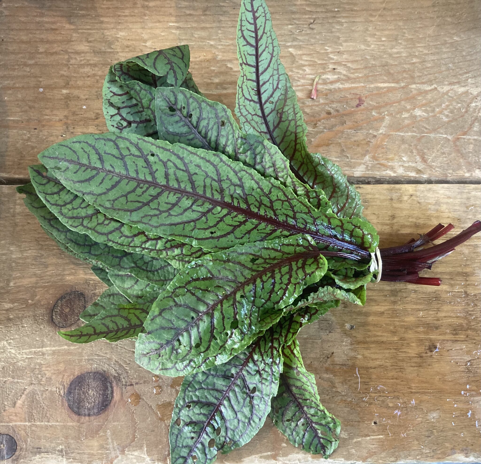 Red Sorrel So Delish